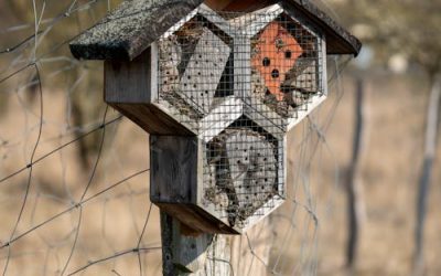 Effectieve methoden voor ongewenste huisgenoten